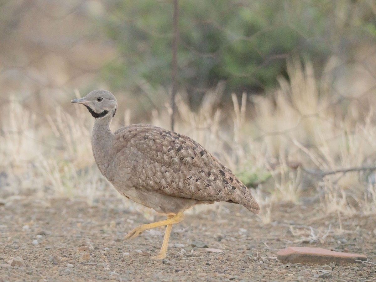 Karoo Bustard - ML647013207