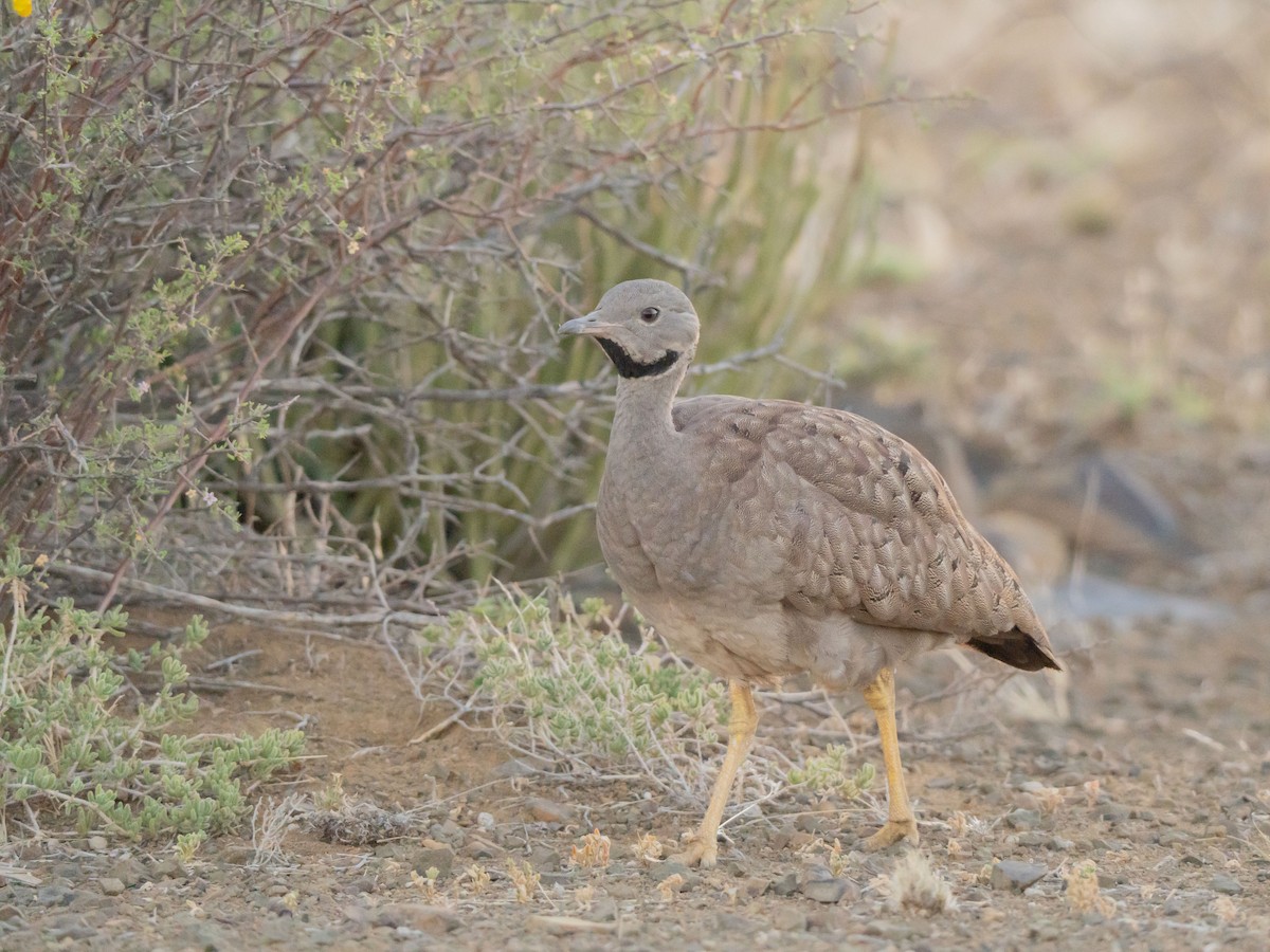 Karoo Bustard - ML647013208