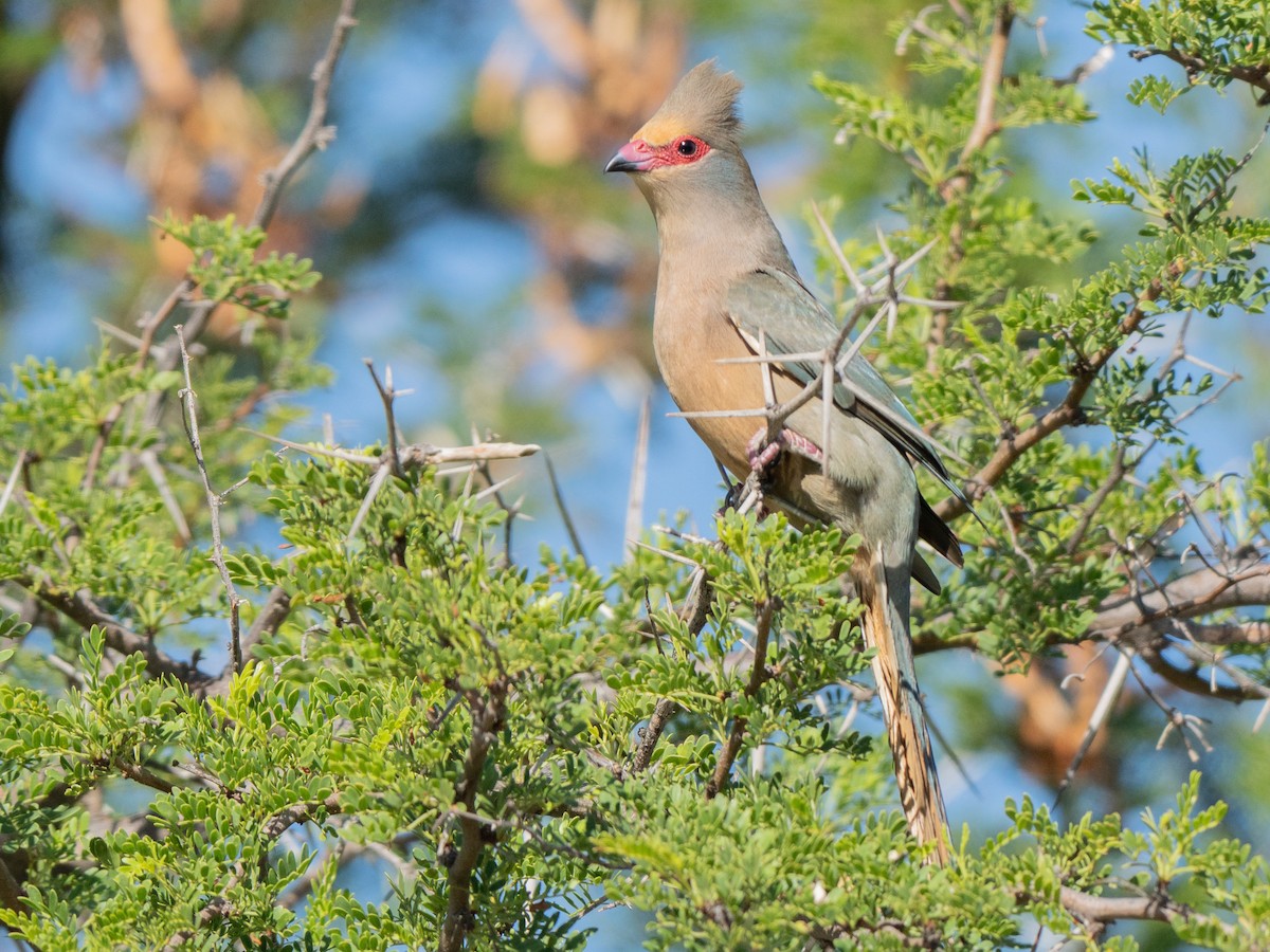 Coliou quiriva - ML647013214
