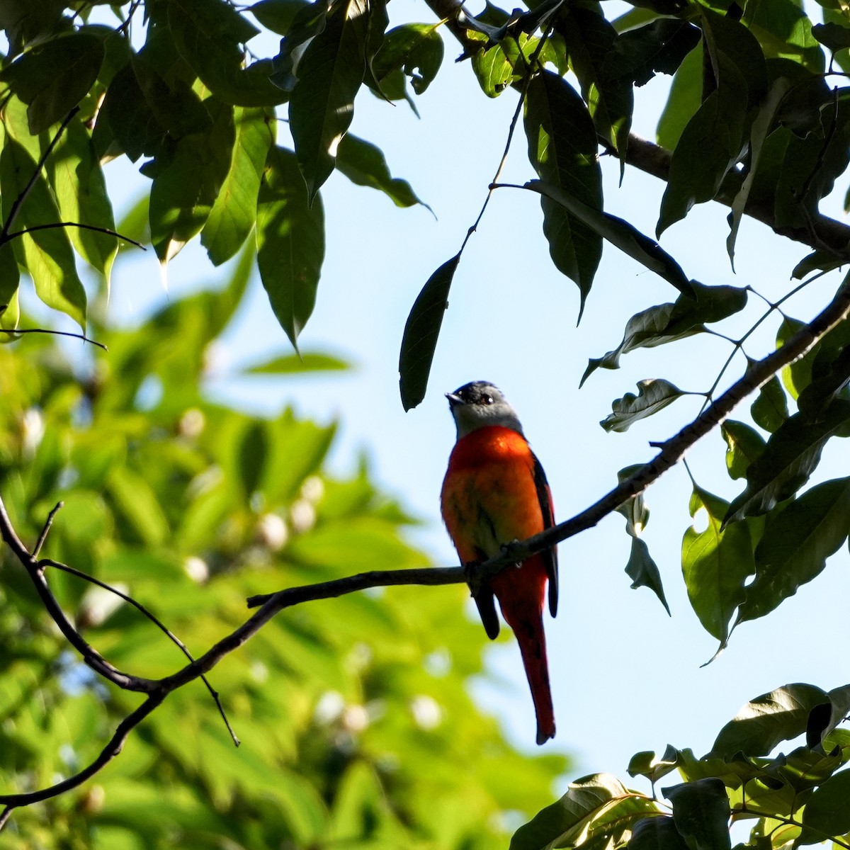 Личинкоїд сірощокий - ML647013215