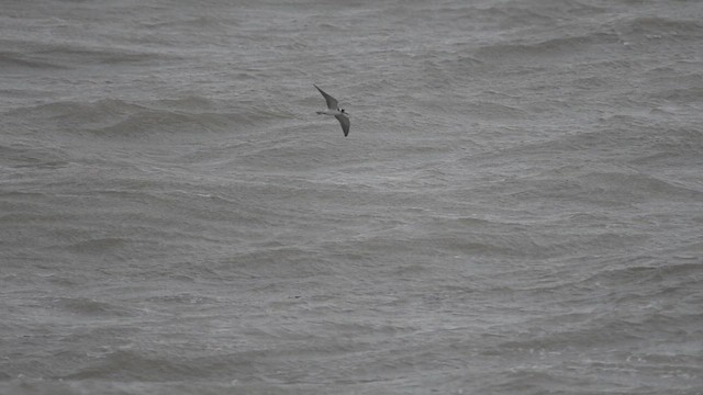 Itsas enara beltza - ML647013219