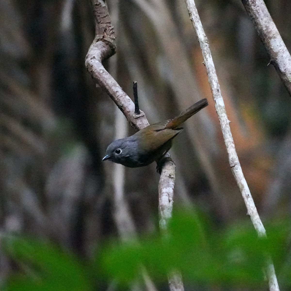 Alcippe de Huet - ML647013220