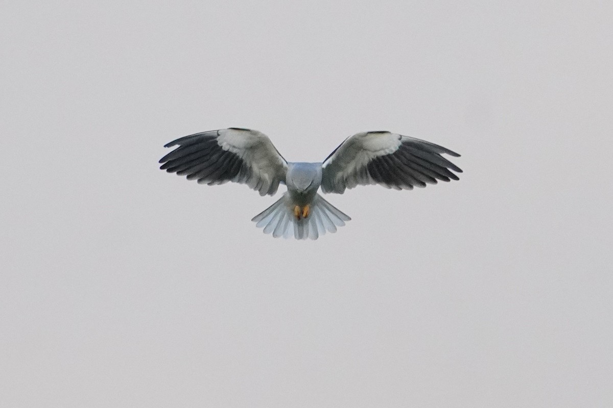 Élanion blanc - ML647013221