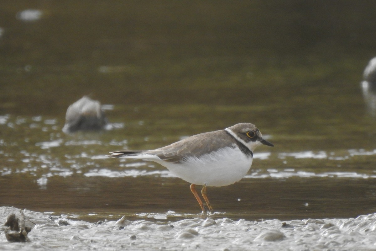 Pluvier petit-gravelot - ML647013222