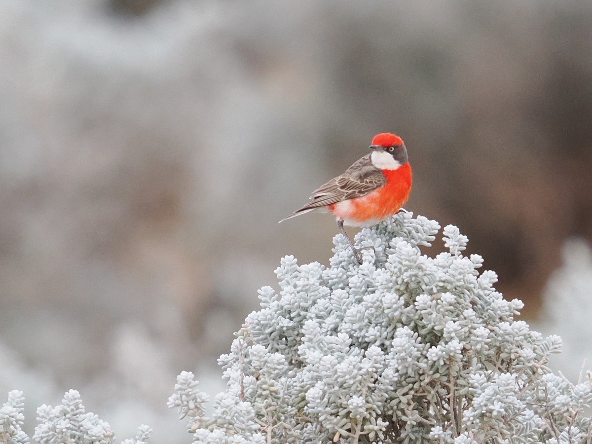 Epthianure tricolore - ML647013224