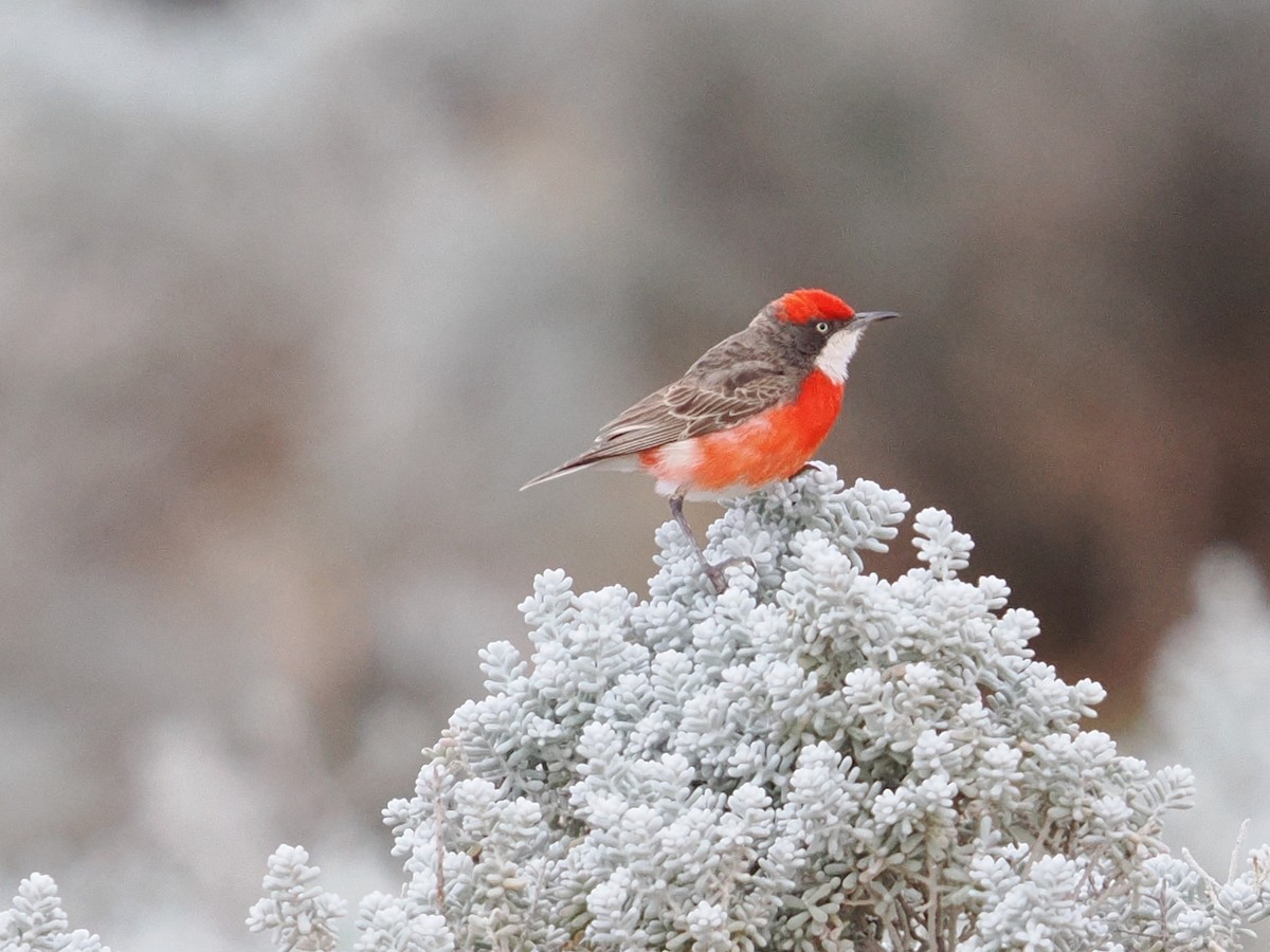 Epthianure tricolore - ML647013225