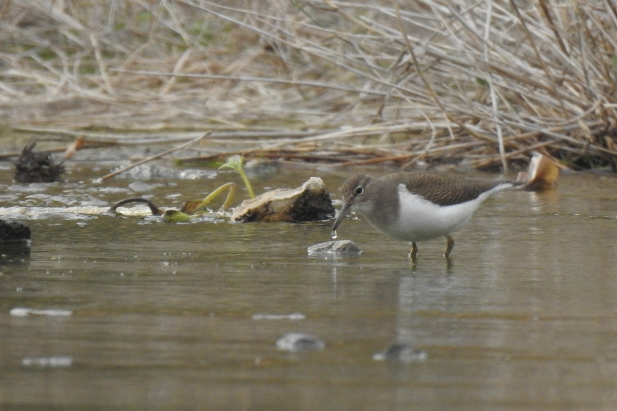 Chevalier guignette - ML647013226