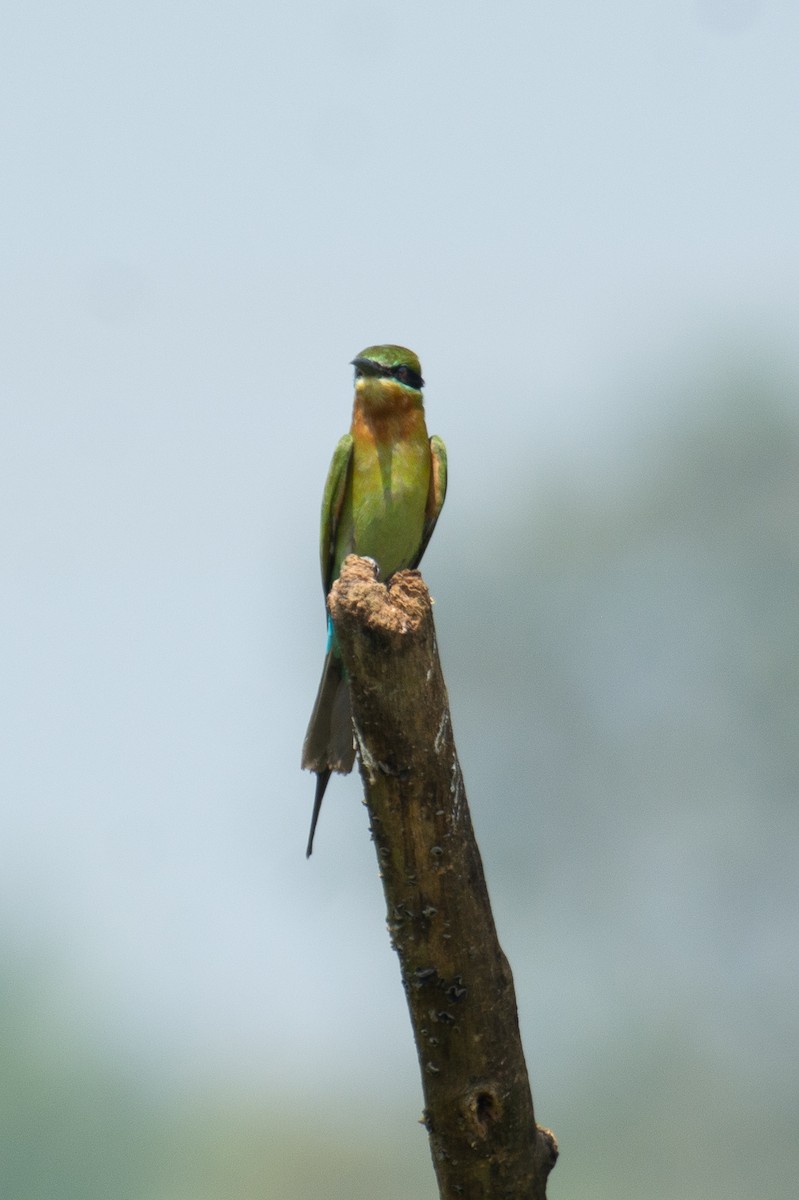 Guêpier à queue d'azur - ML647013227
