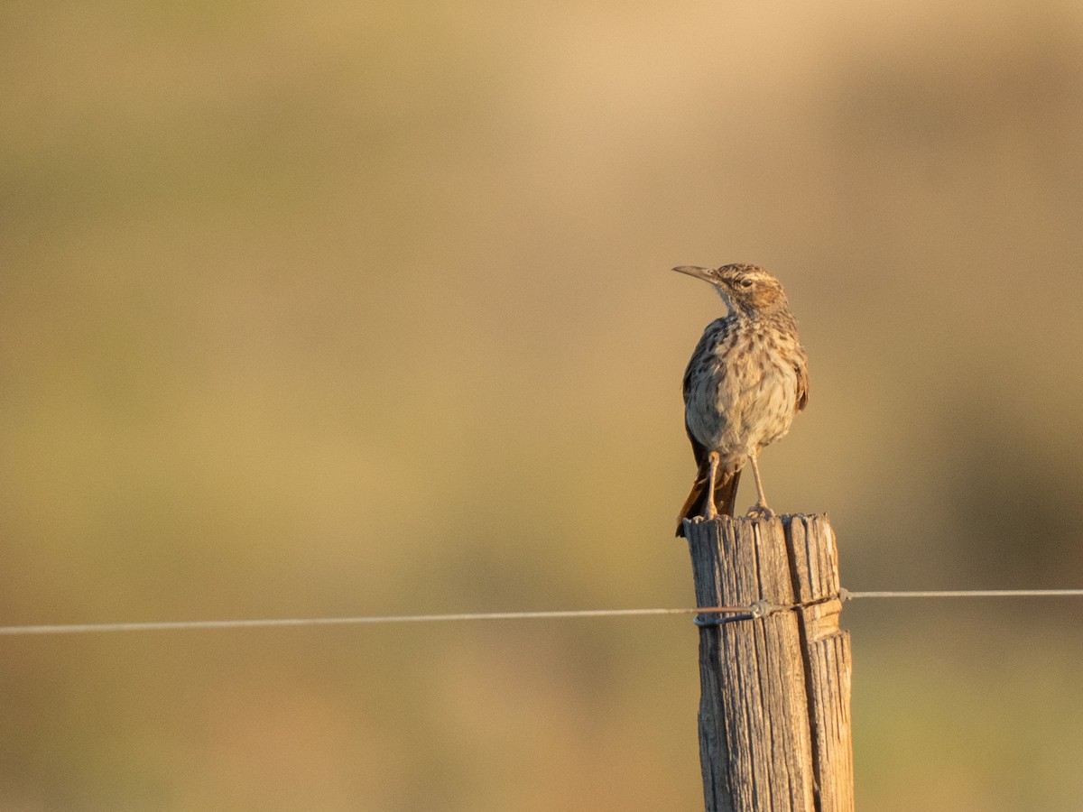 Alouette du Namaland (groupe subcoronata) - ML647013228