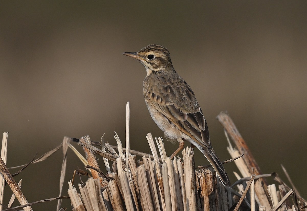 Pipit rousset - ML647013230