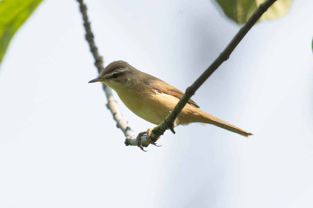 Rousserolle isabelle - ML647013232