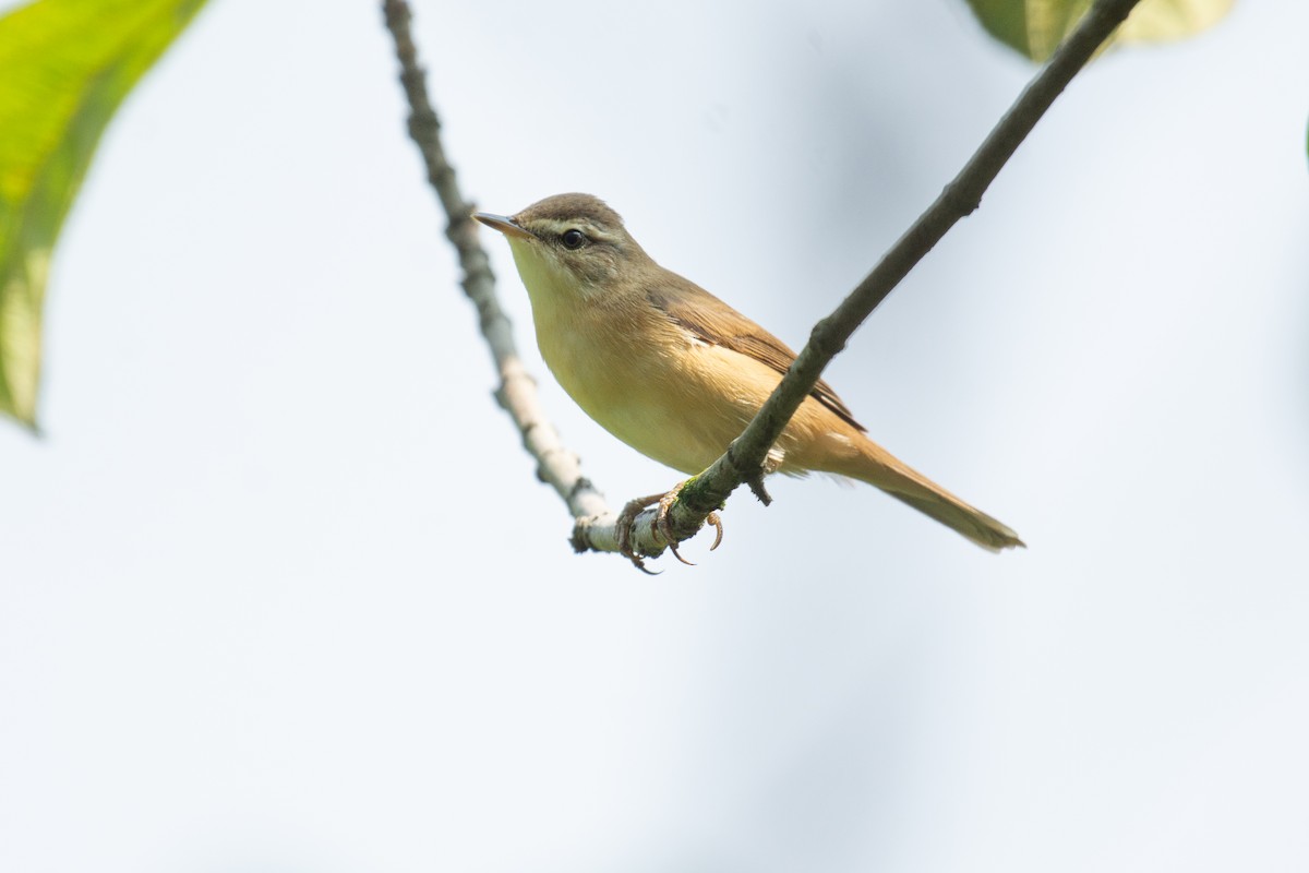 Rousserolle isabelle - ML647013233