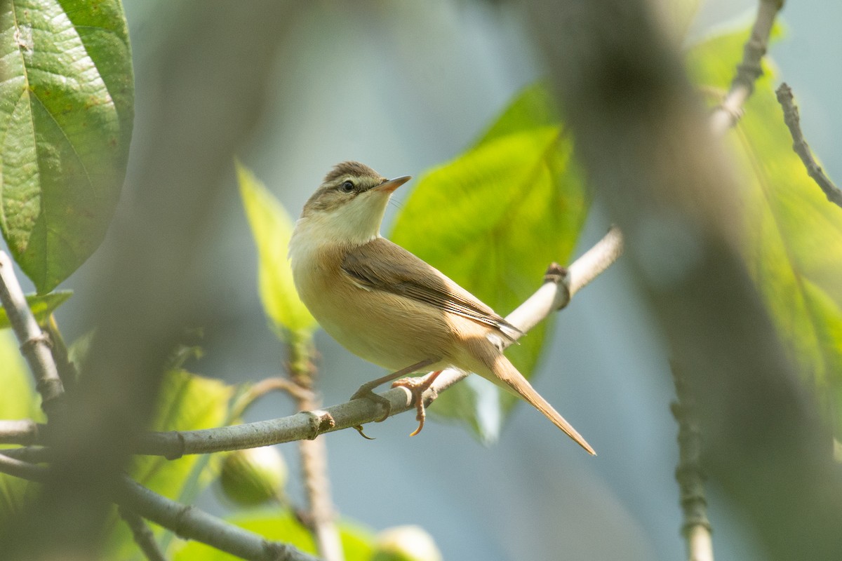 Rousserolle isabelle - ML647013234