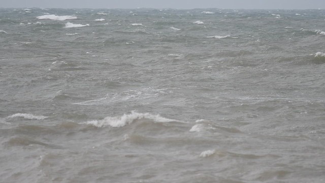 Labbe parasite - ML647013235