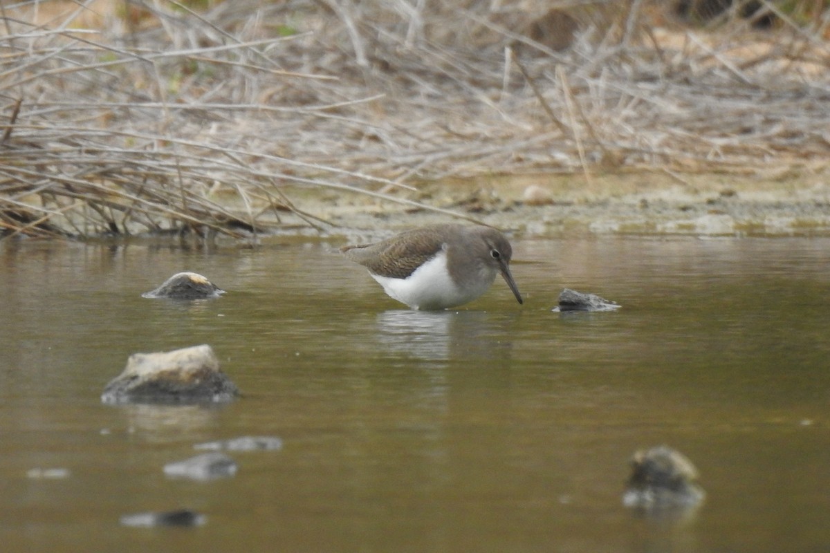 Chevalier guignette - ML647013236