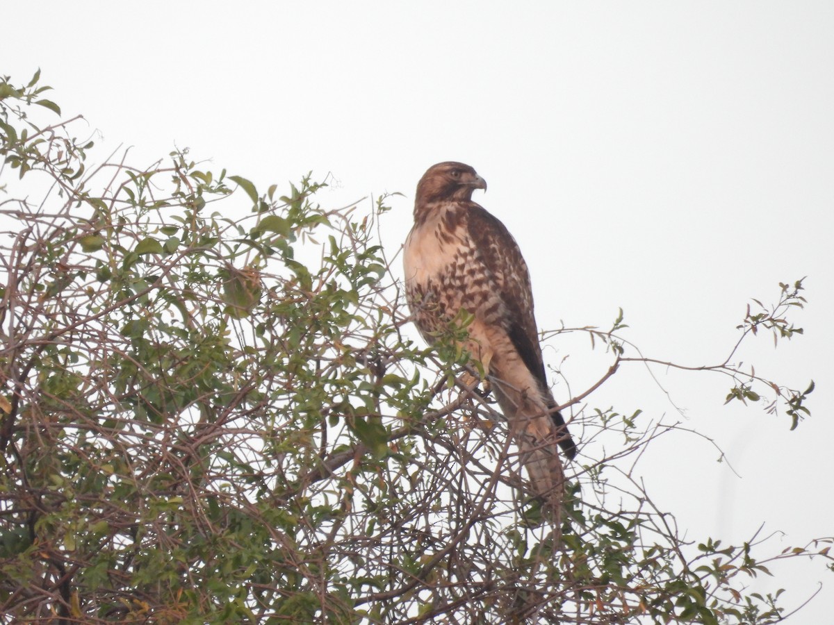 Buse à queue rousse - ML647013237
