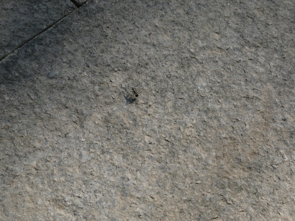 Insects - ML647013238