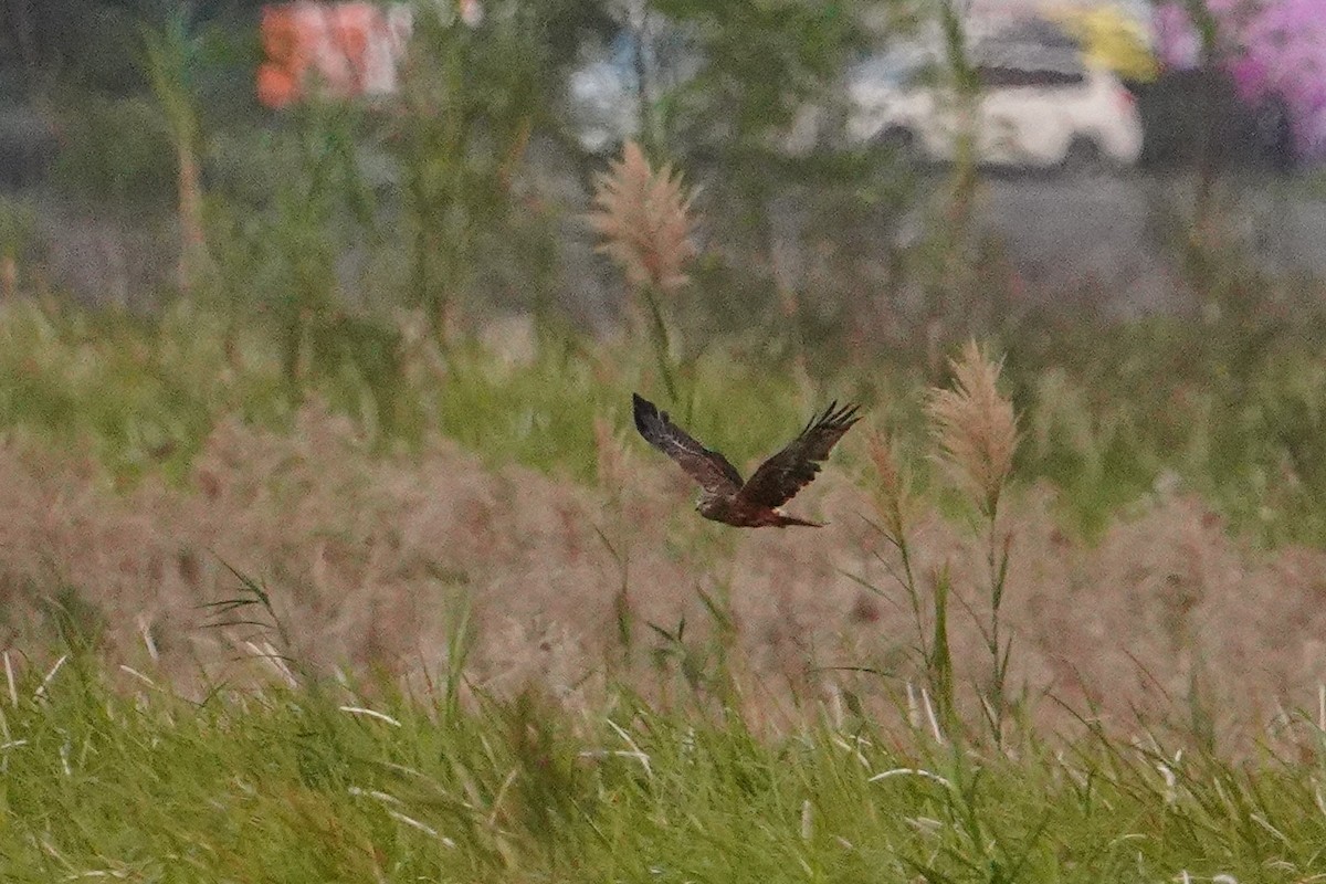 moták východní - ML647013239