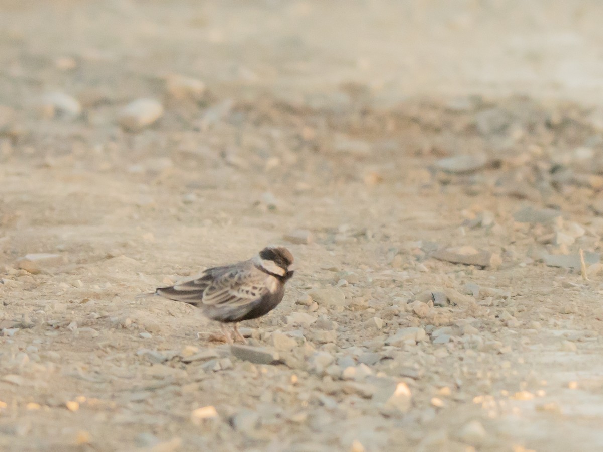 Moinelette à dos gris - ML647013240