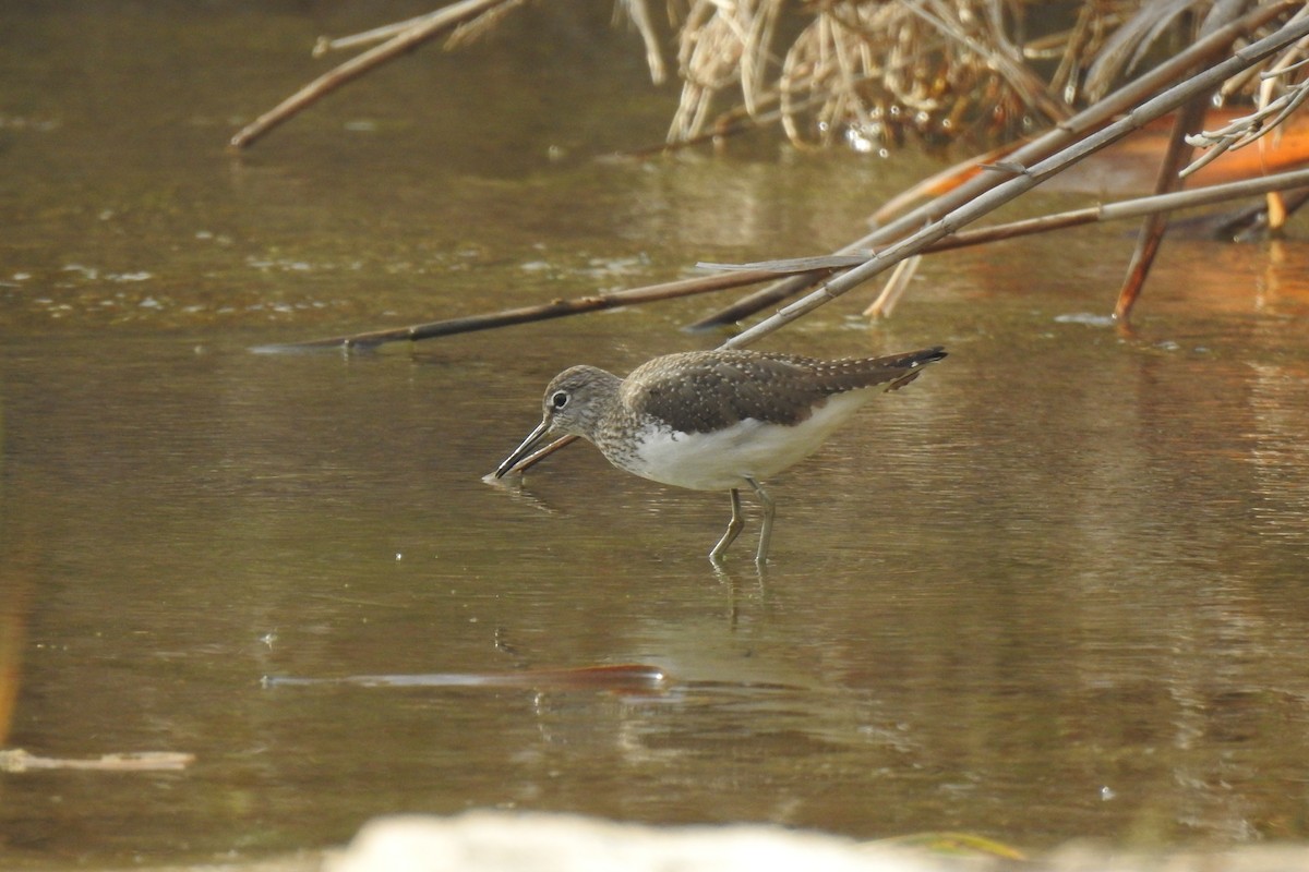Chevalier cul-blanc - ML647013241