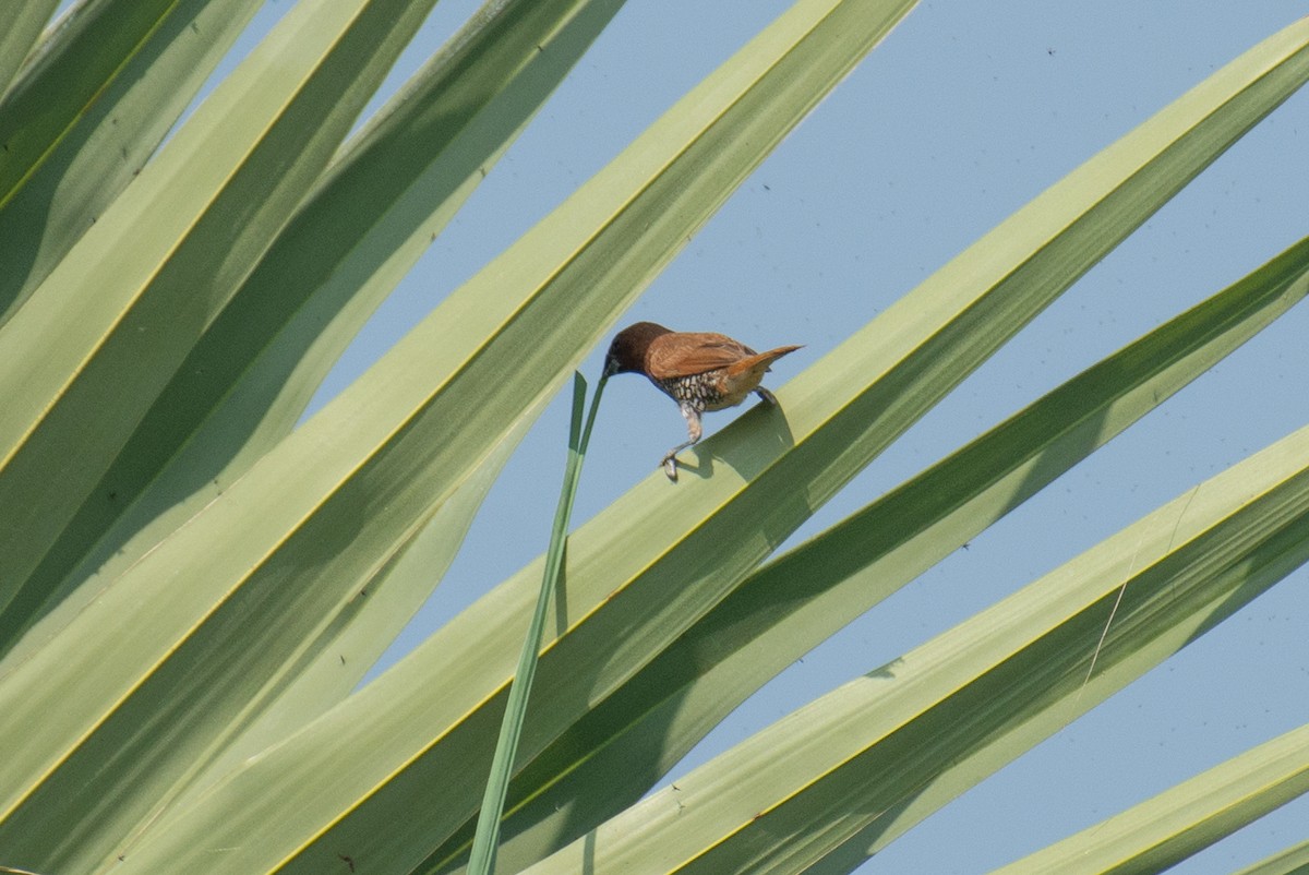 Capucin damier - ML647013242