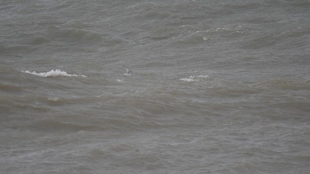 Sterne naine - ML647013243