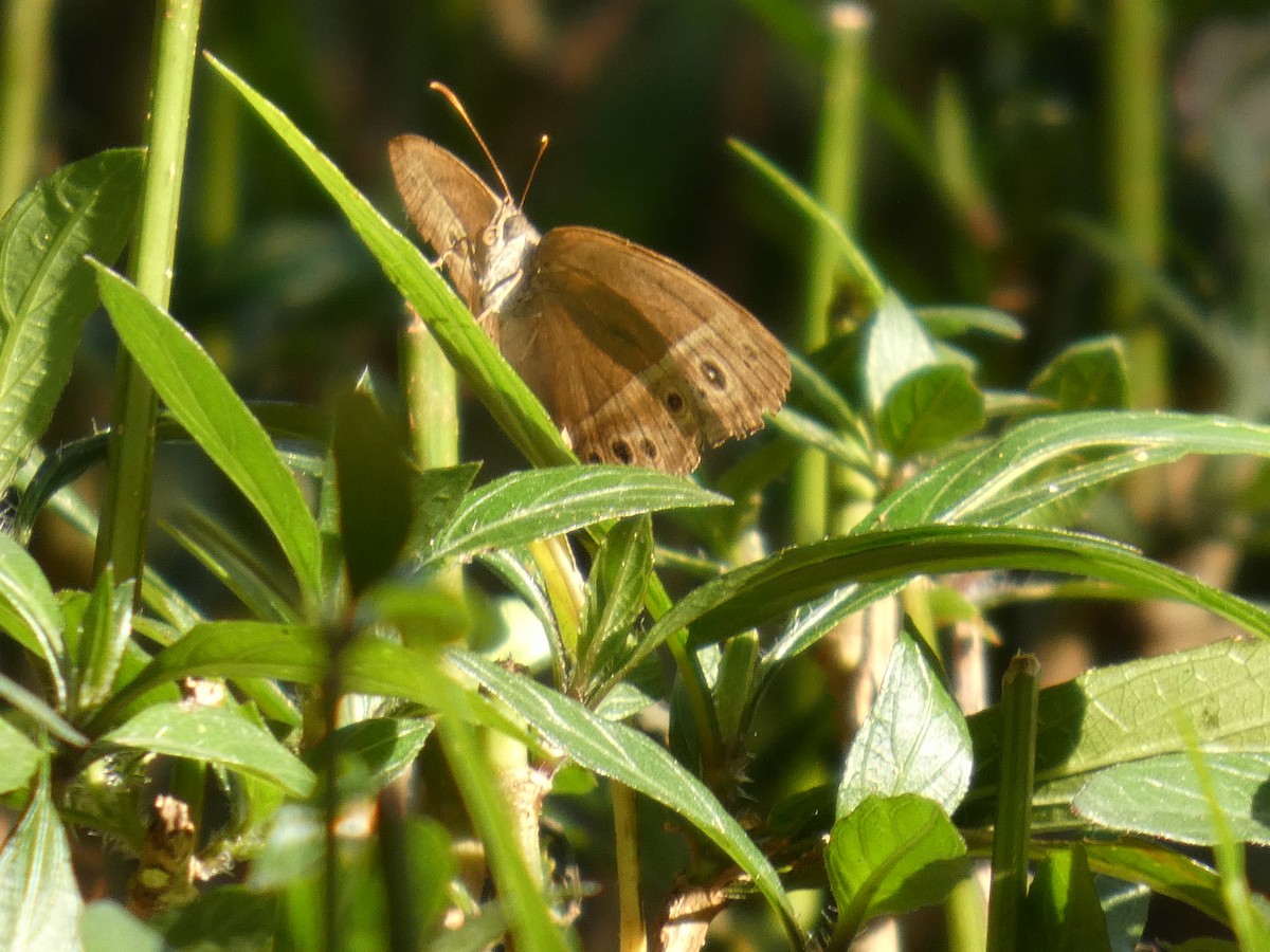 Dark-branded Bushbrown - ML647013244