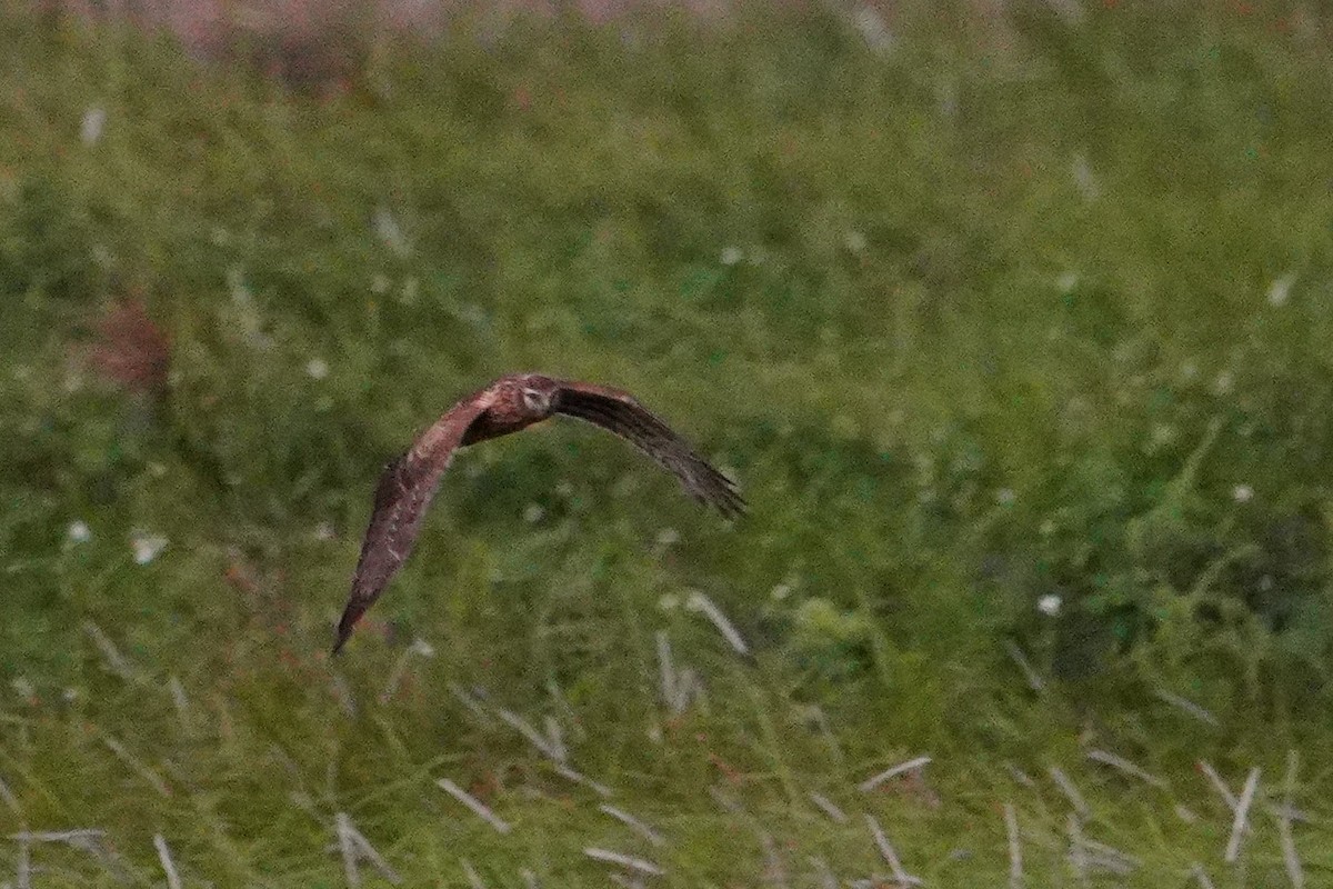 Лунь польовий - ML647013246