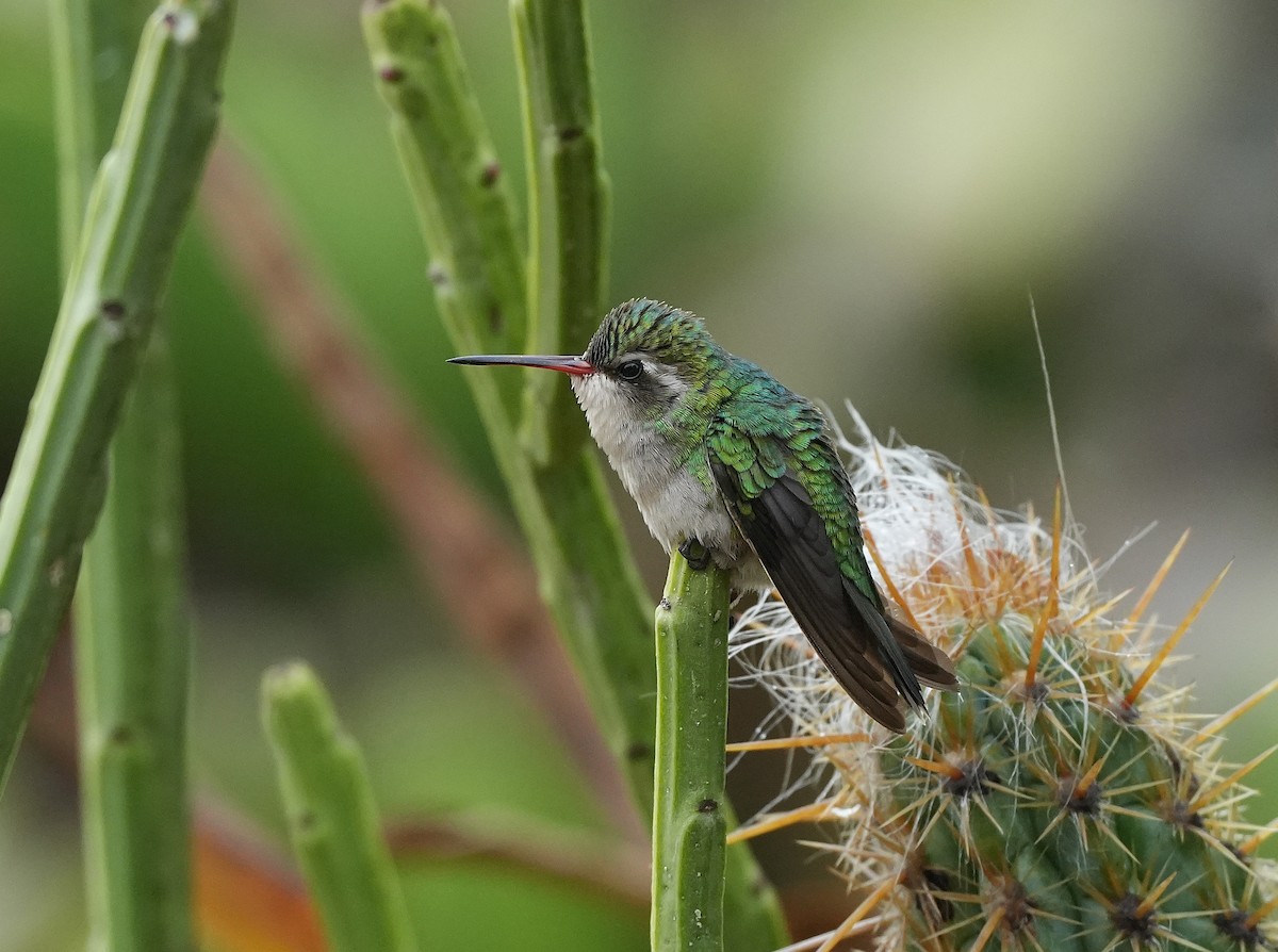 Émeraude splendide - ML647013247