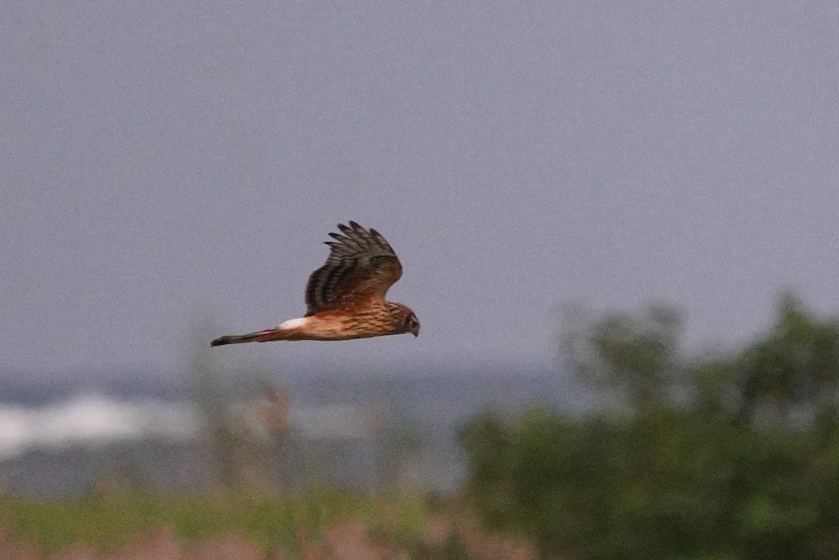 Лунь польовий - ML647013249