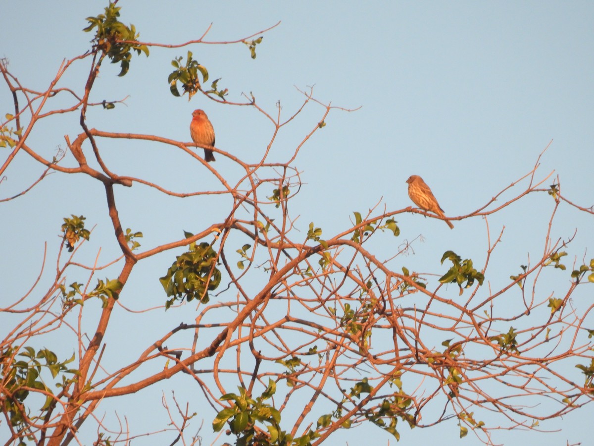 Чечевиця садова - ML647013250