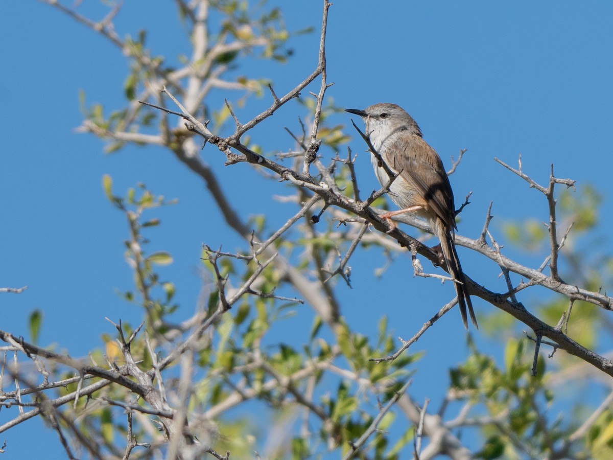 Namaqua Warbler - ML647013252