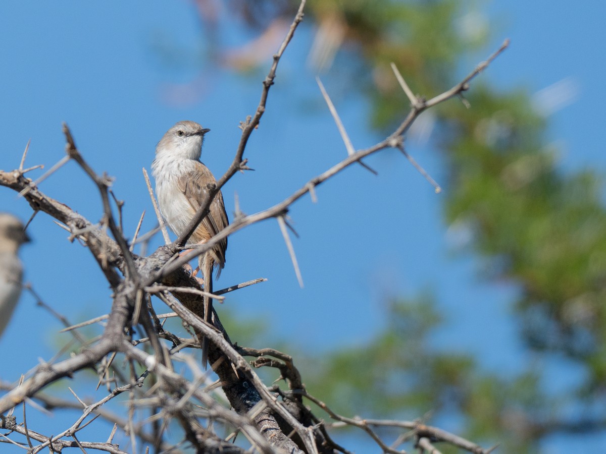 Namaqua Warbler - ML647013253
