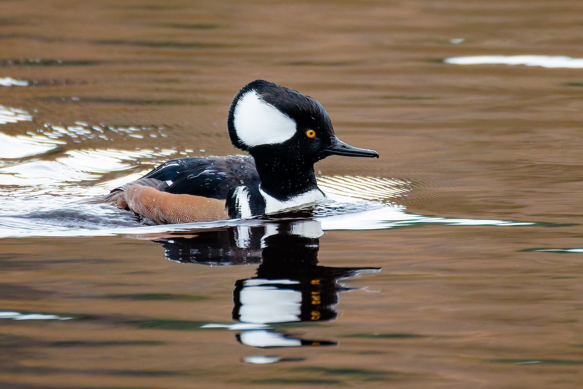Serreta Capuchona - ML647013267
