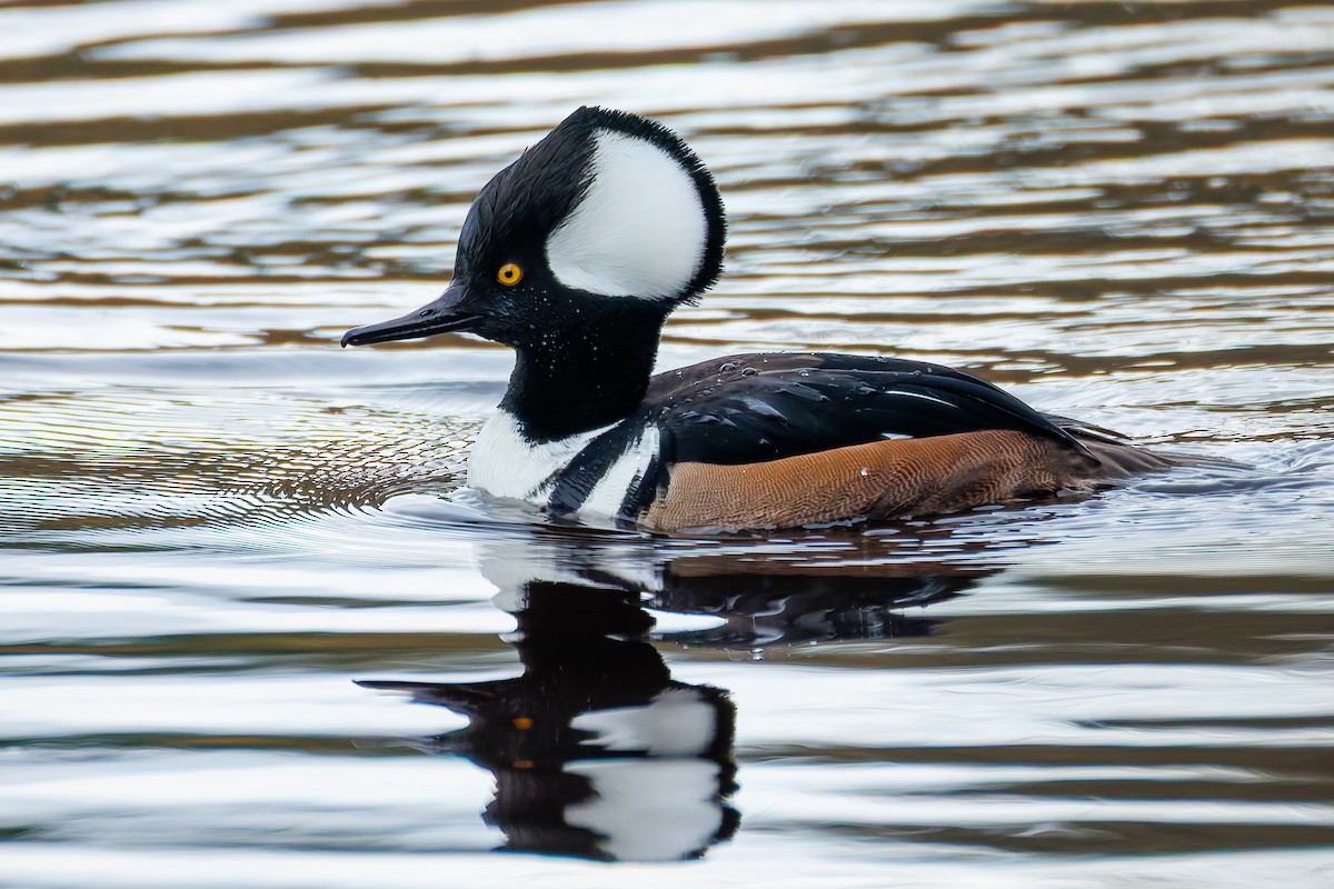 Serreta Capuchona - ML647013268