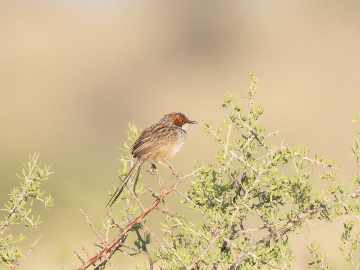 Rufous-eared Warbler - ML647013269