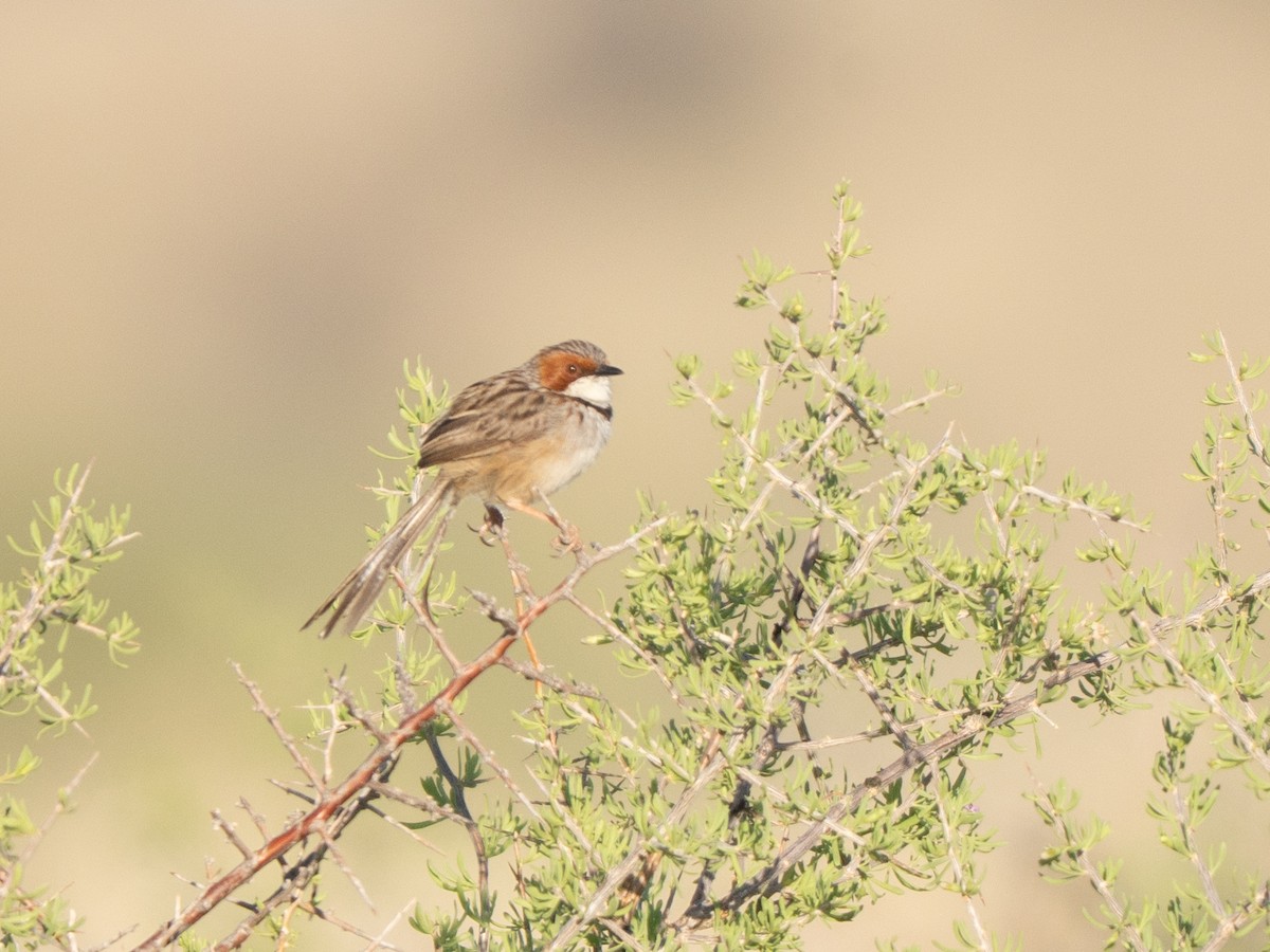 Rufous-eared Warbler - ML647013270