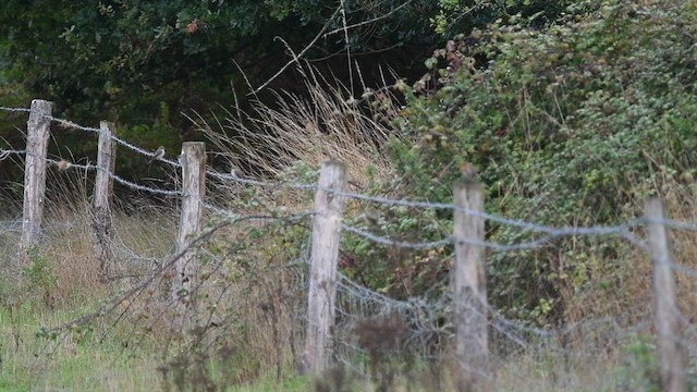 Spotted Flycatcher - ML647013272