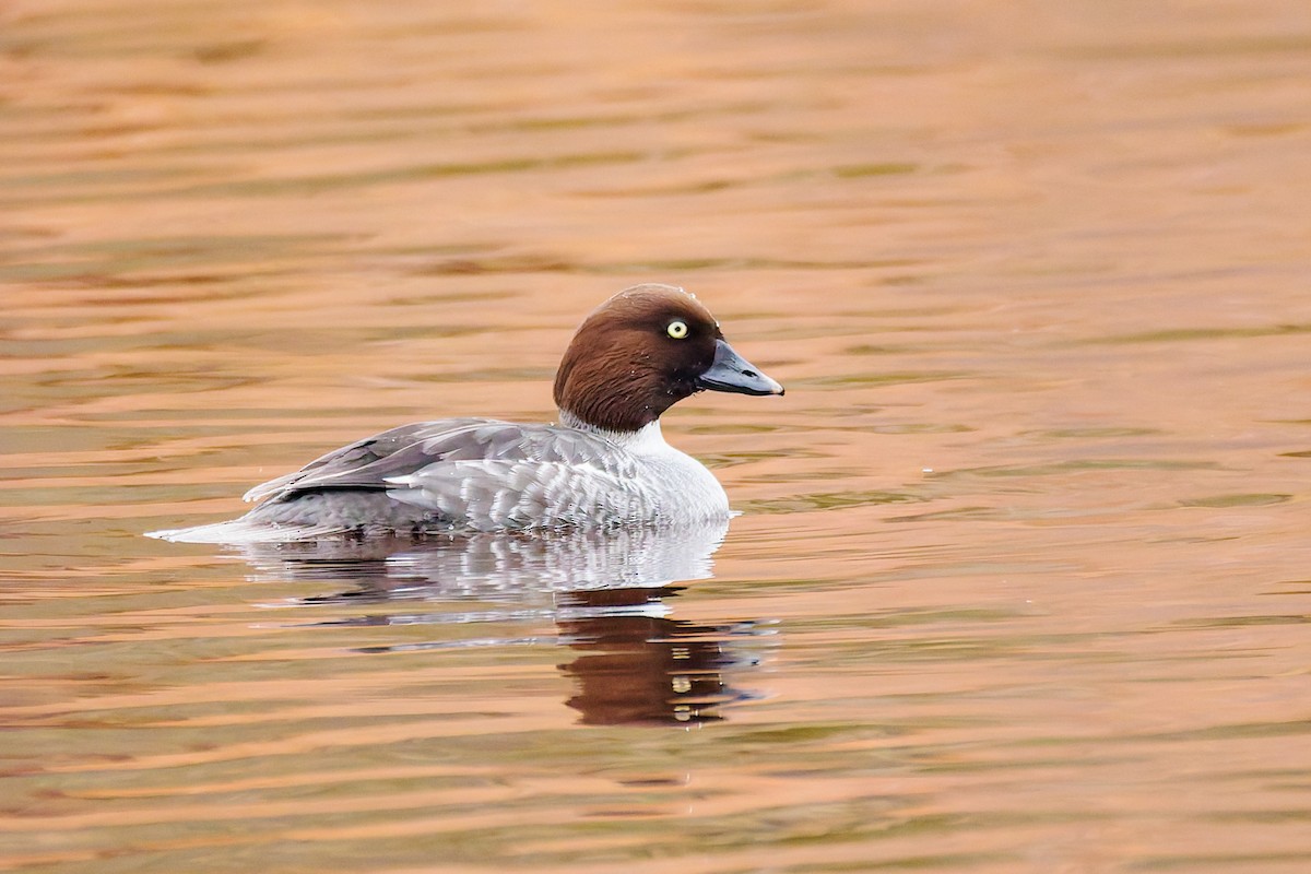 Porrón Osculado - ML647013273