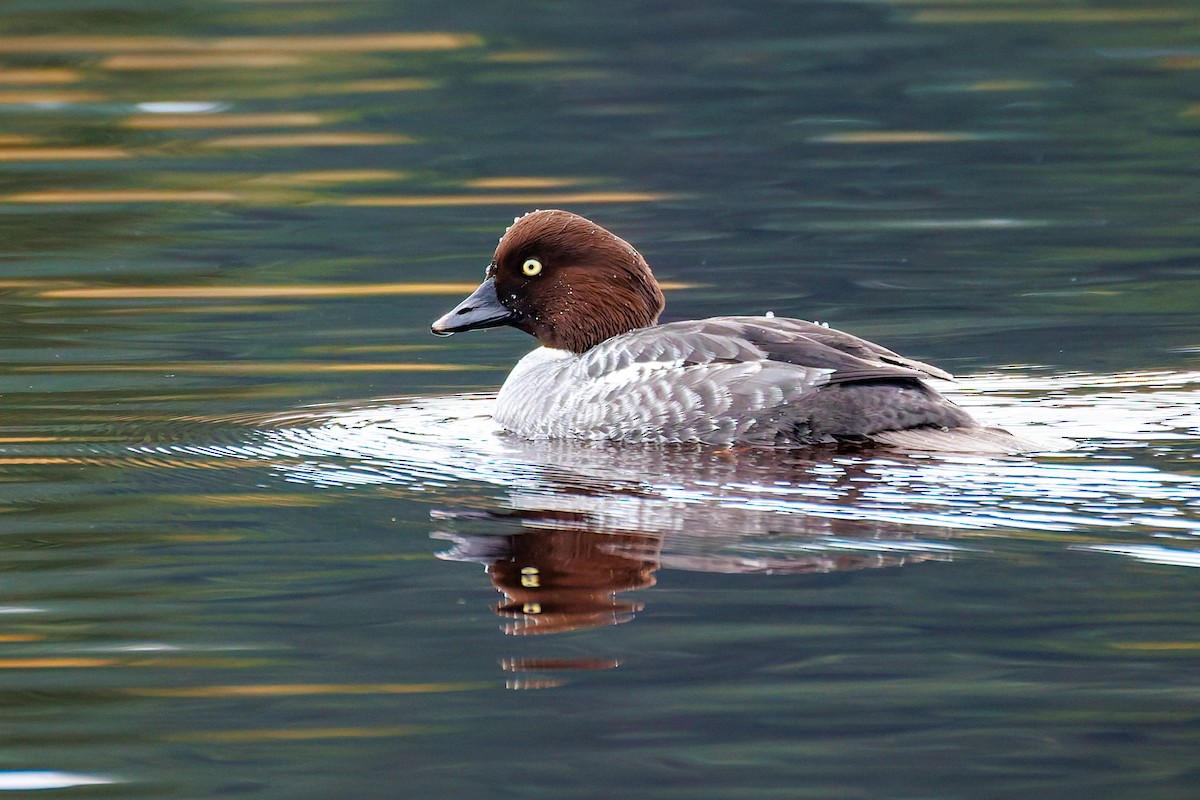 Porrón Osculado - ML647013274