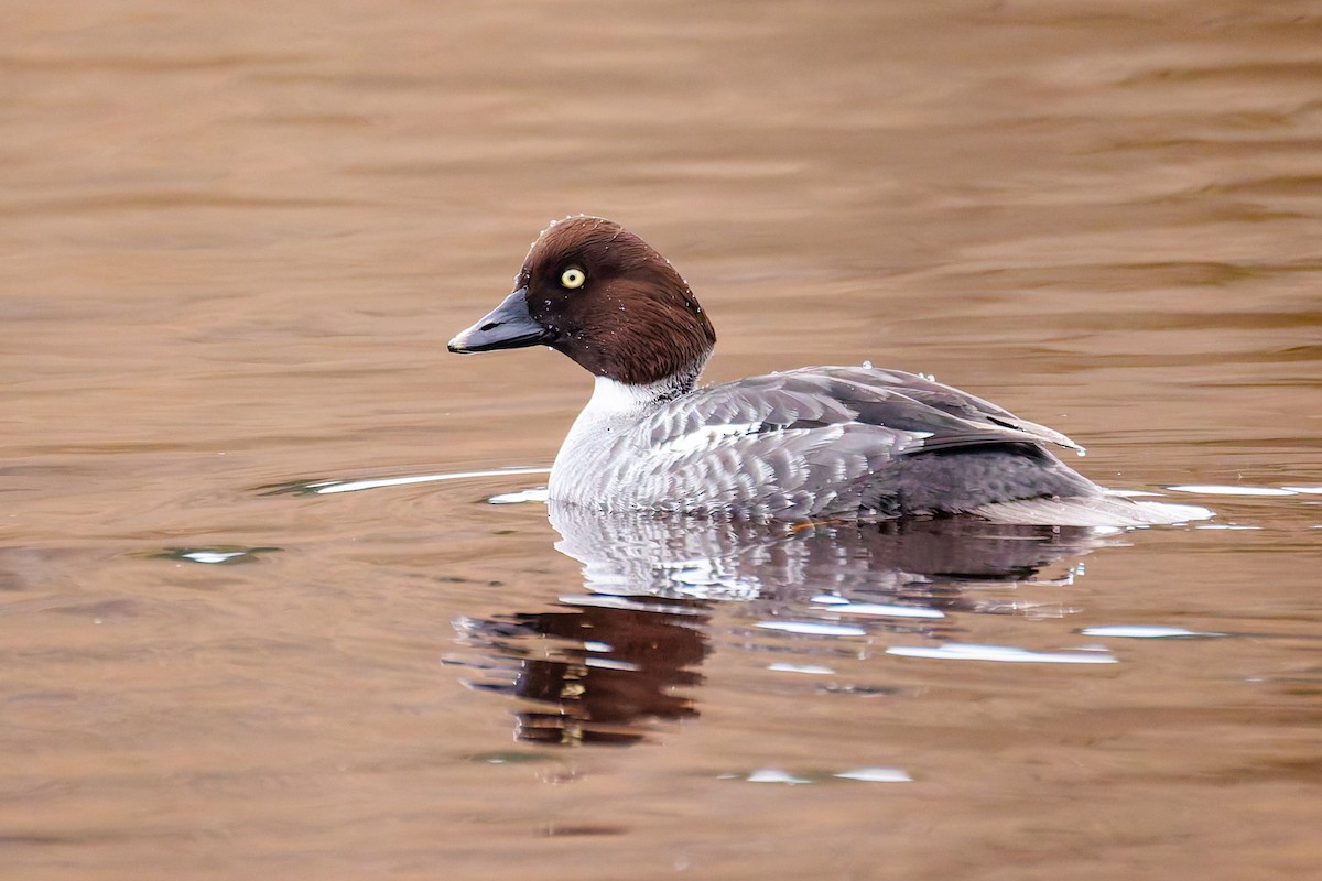Porrón Osculado - ML647013275