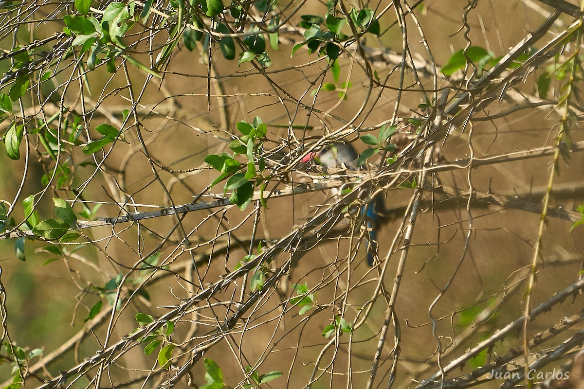 Woodland Kingfisher - ML647013278