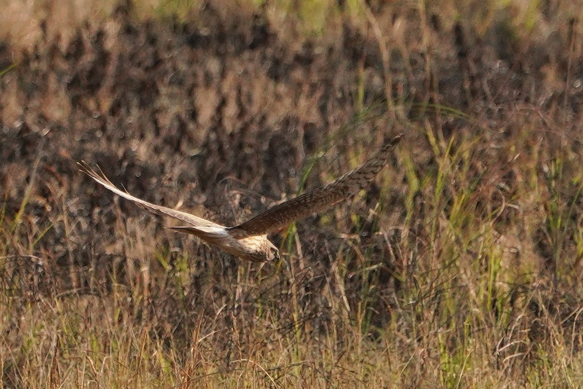 Лунь польовий - ML647013280