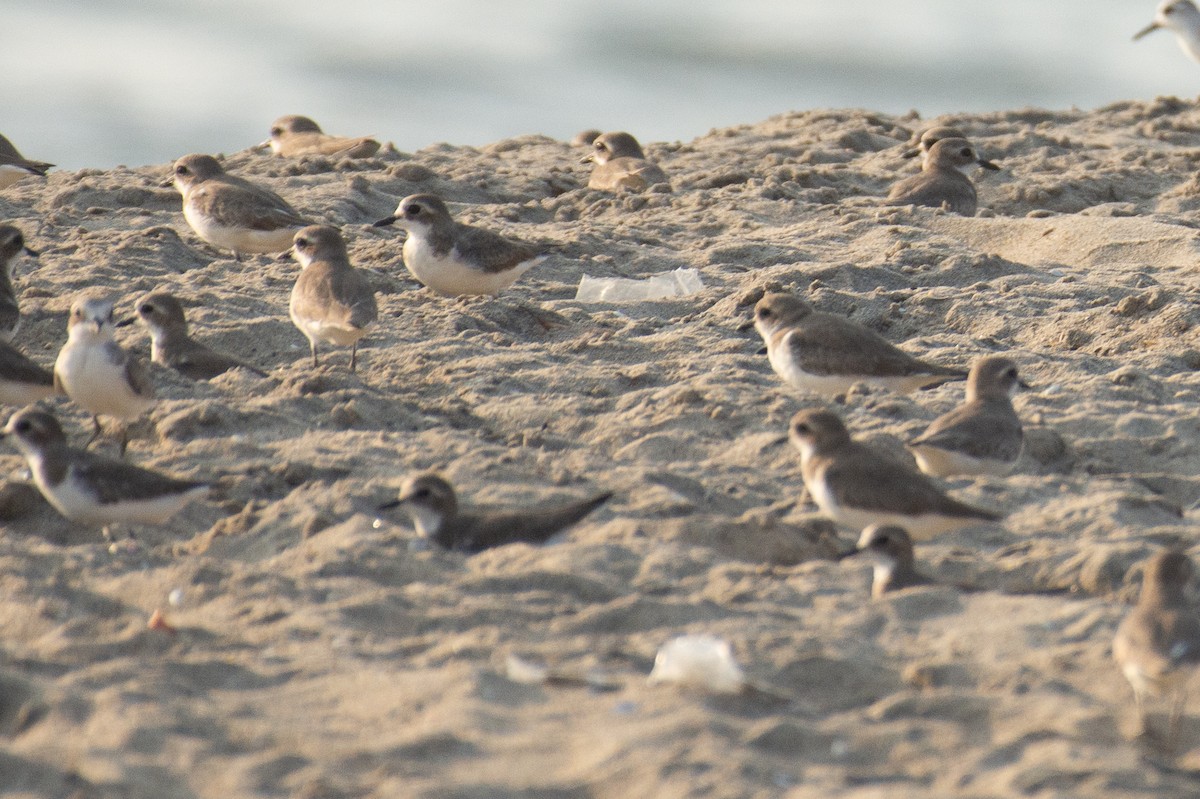 Tibetan Sand-Plover - ML647013285
