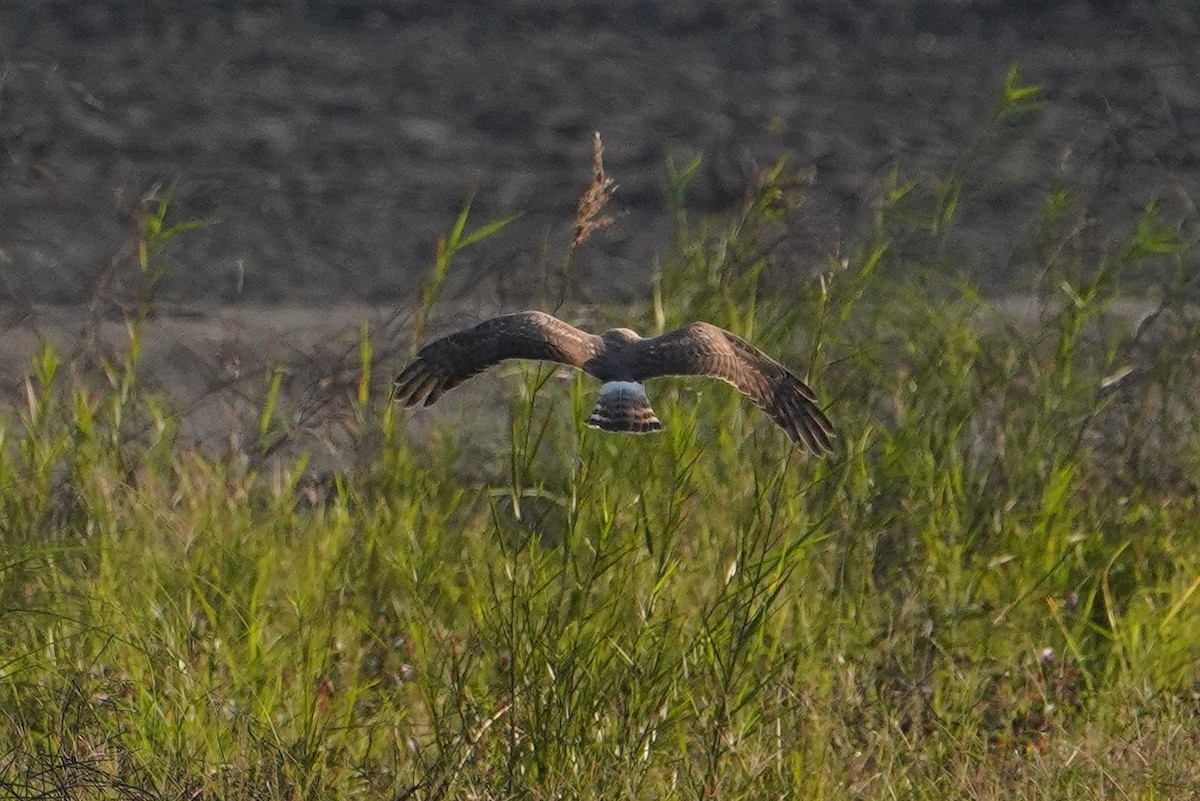 Лунь польовий - ML647013286