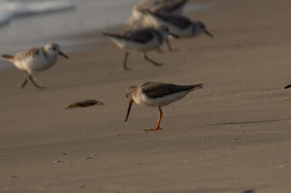 Terek Sandpiper - ML647013290