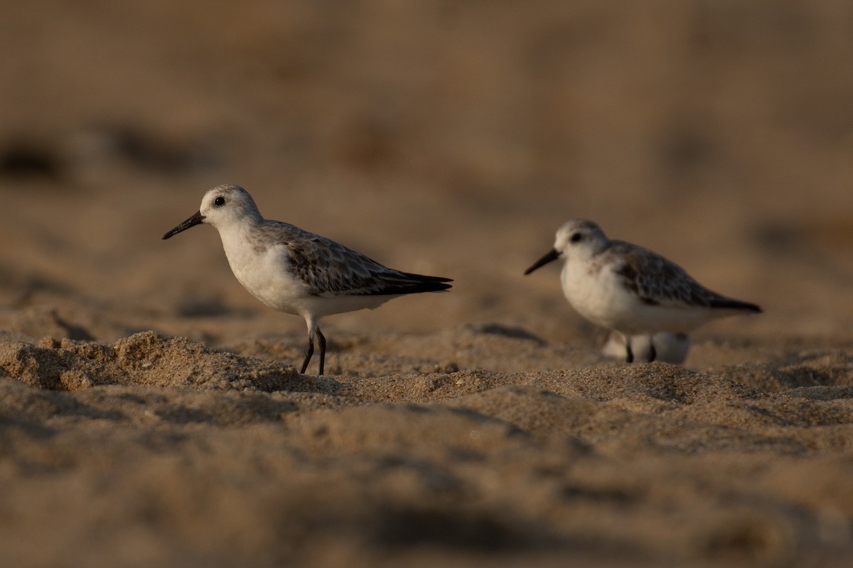 Песчанка - ML647013295