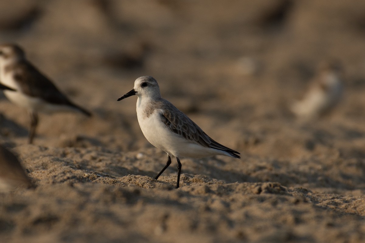 Песчанка - ML647013296