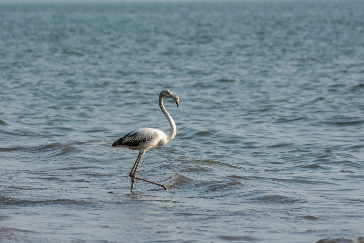 Greater Flamingo - ML647013301