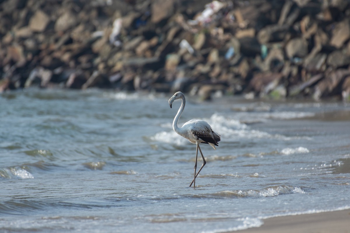 Greater Flamingo - ML647013302